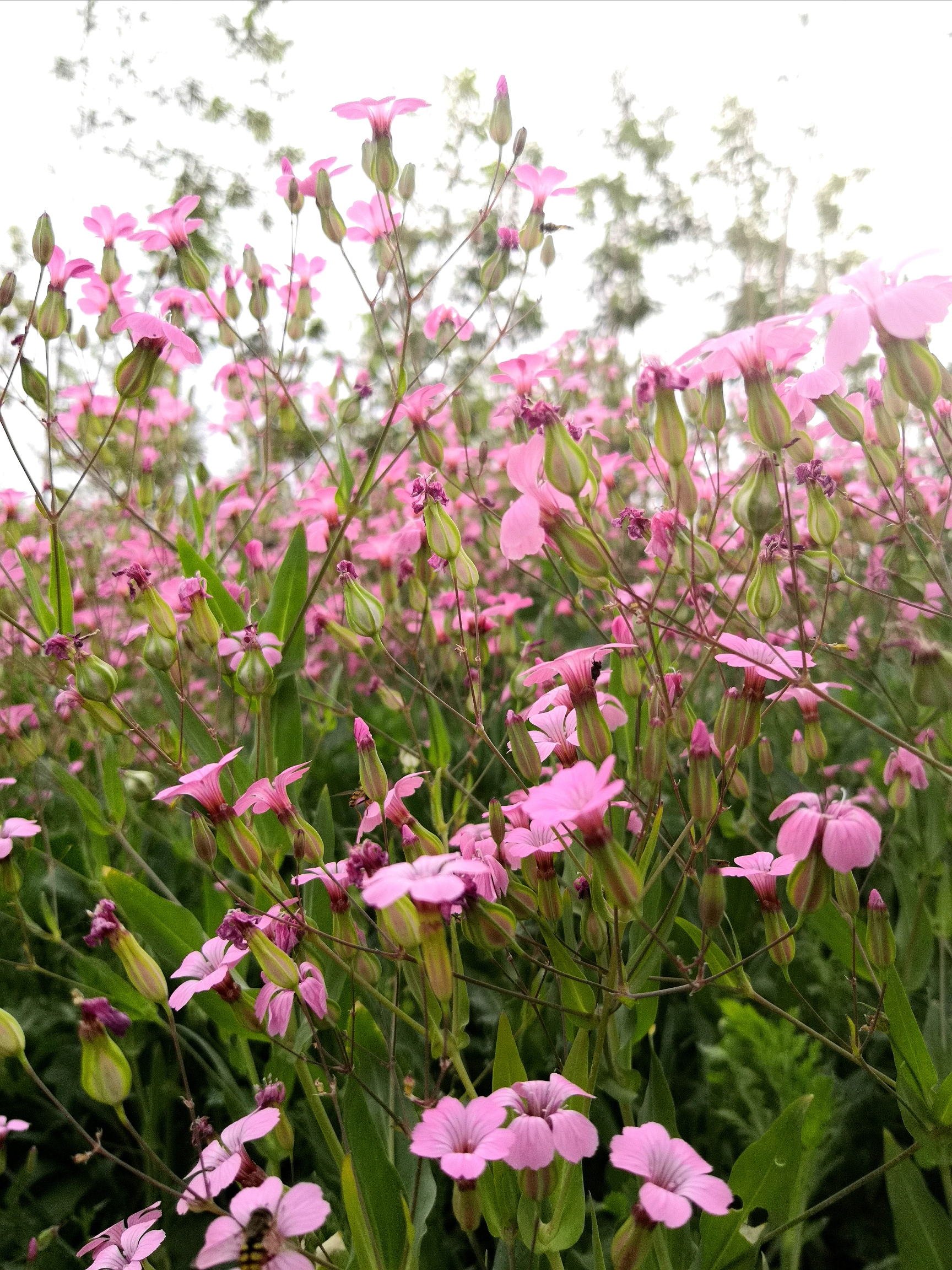 麥藍菜禮讚【首發】