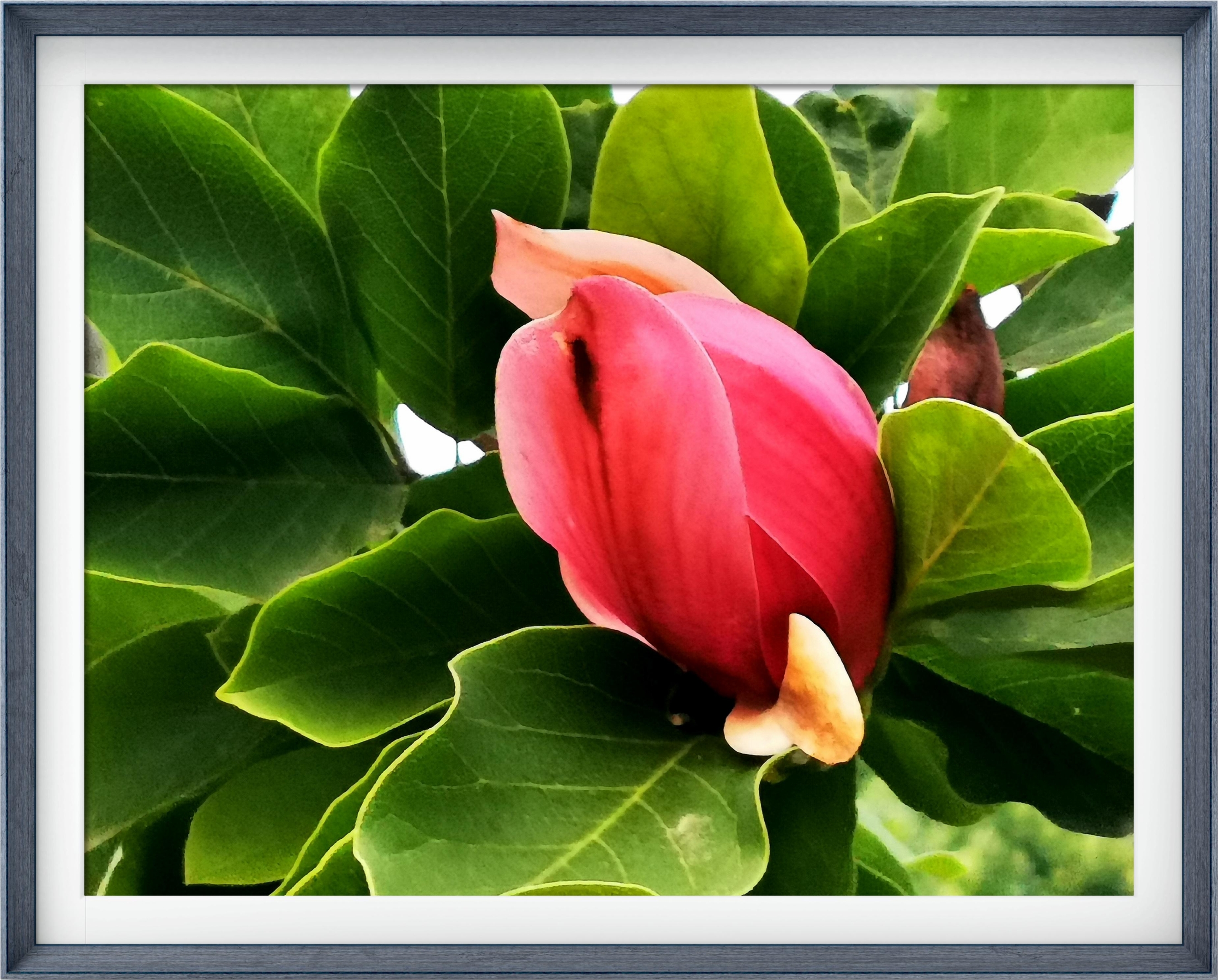 【首发】二乔玉兰花