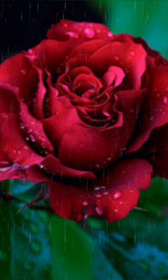 西窗风采精美短诗集锦合编第58辑有你在整个世界全是斑斓芬芳的光