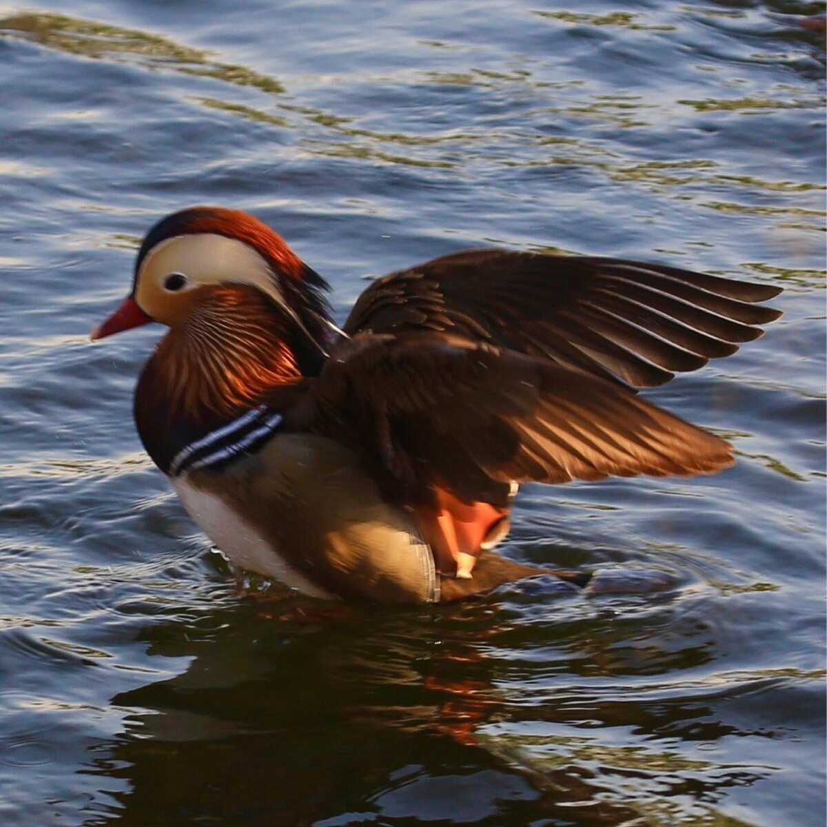 【首发】鸳鸯戏水
