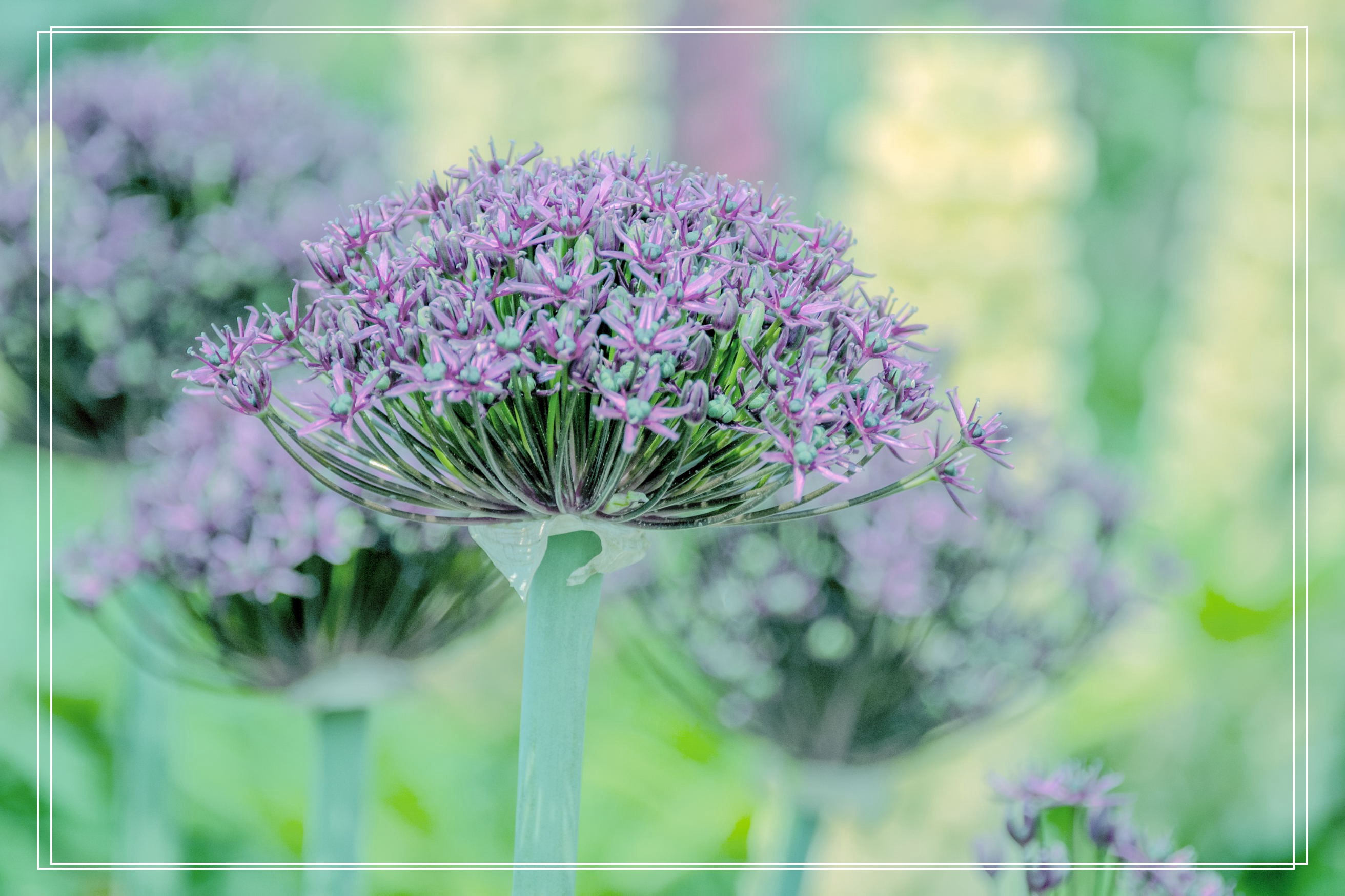 聪明可爱大花葱(首发)