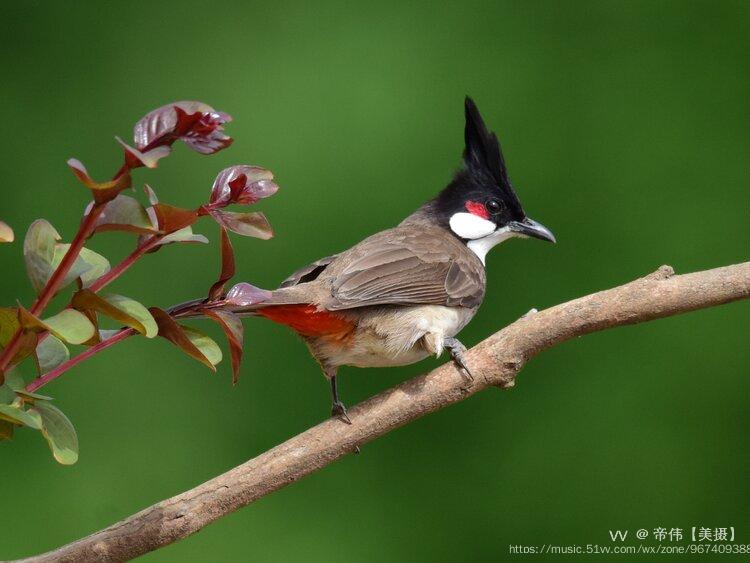 红耳鹎,鹎科鹎属的小鸟.体长19厘米左右.