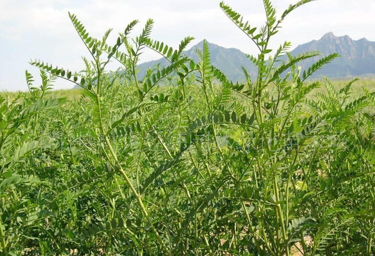 沙蒿燕青阁诗友和诗原创