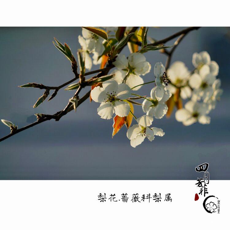 四月芳菲梨花盛开首发