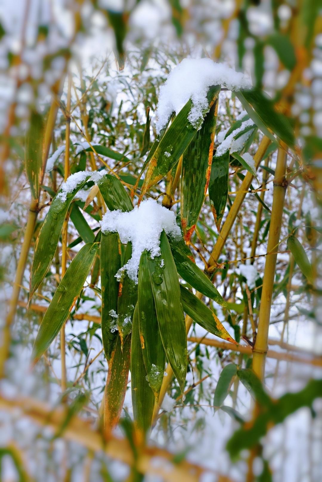 雪中竹韵(首发)
