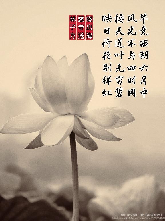 仿古风情荷花赞