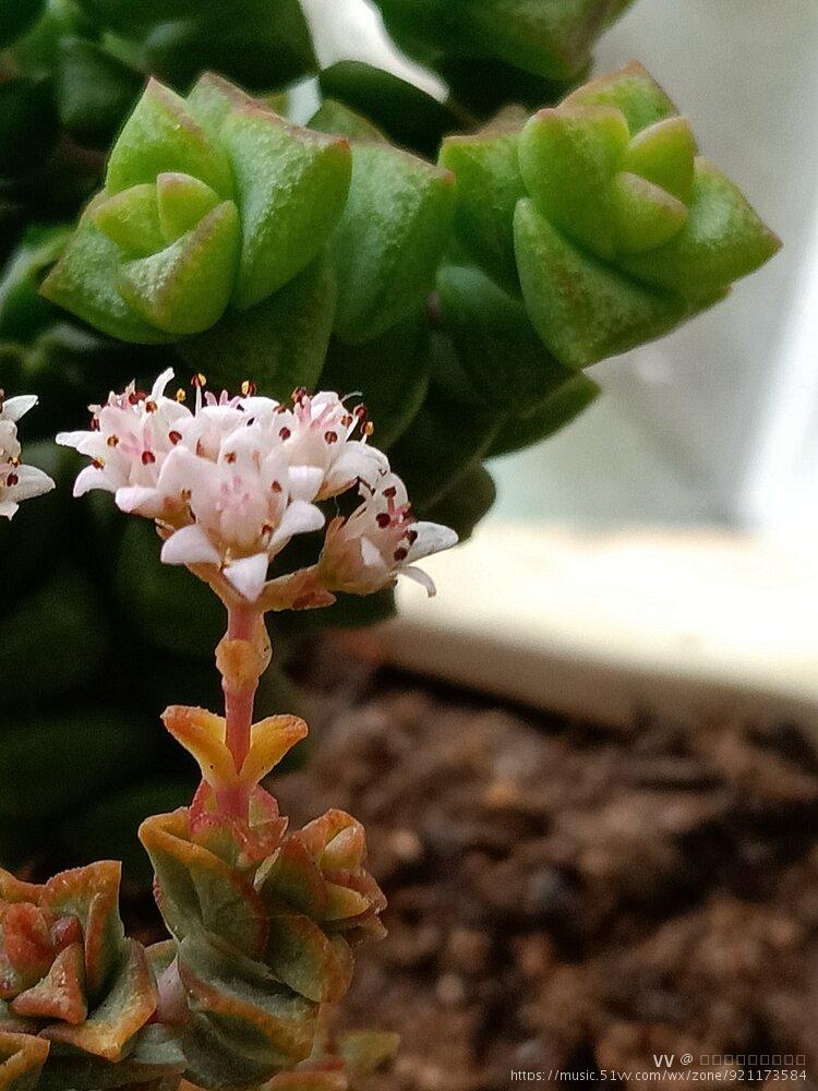 肉肉开花系列小米星首发