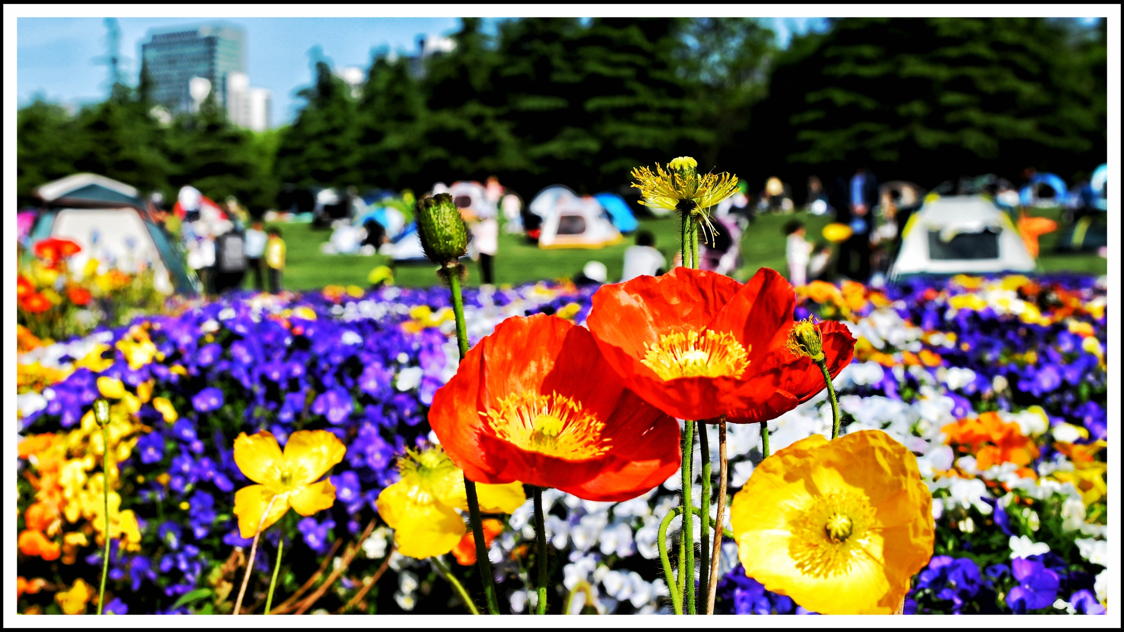 万紫千红总是春《首发》