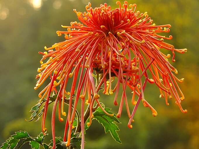 喜迎九月菊花开