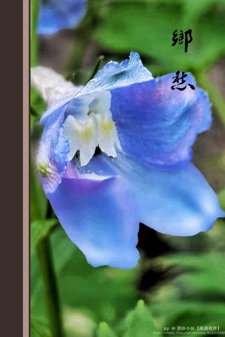 镜头里的高飞燕草vv首发