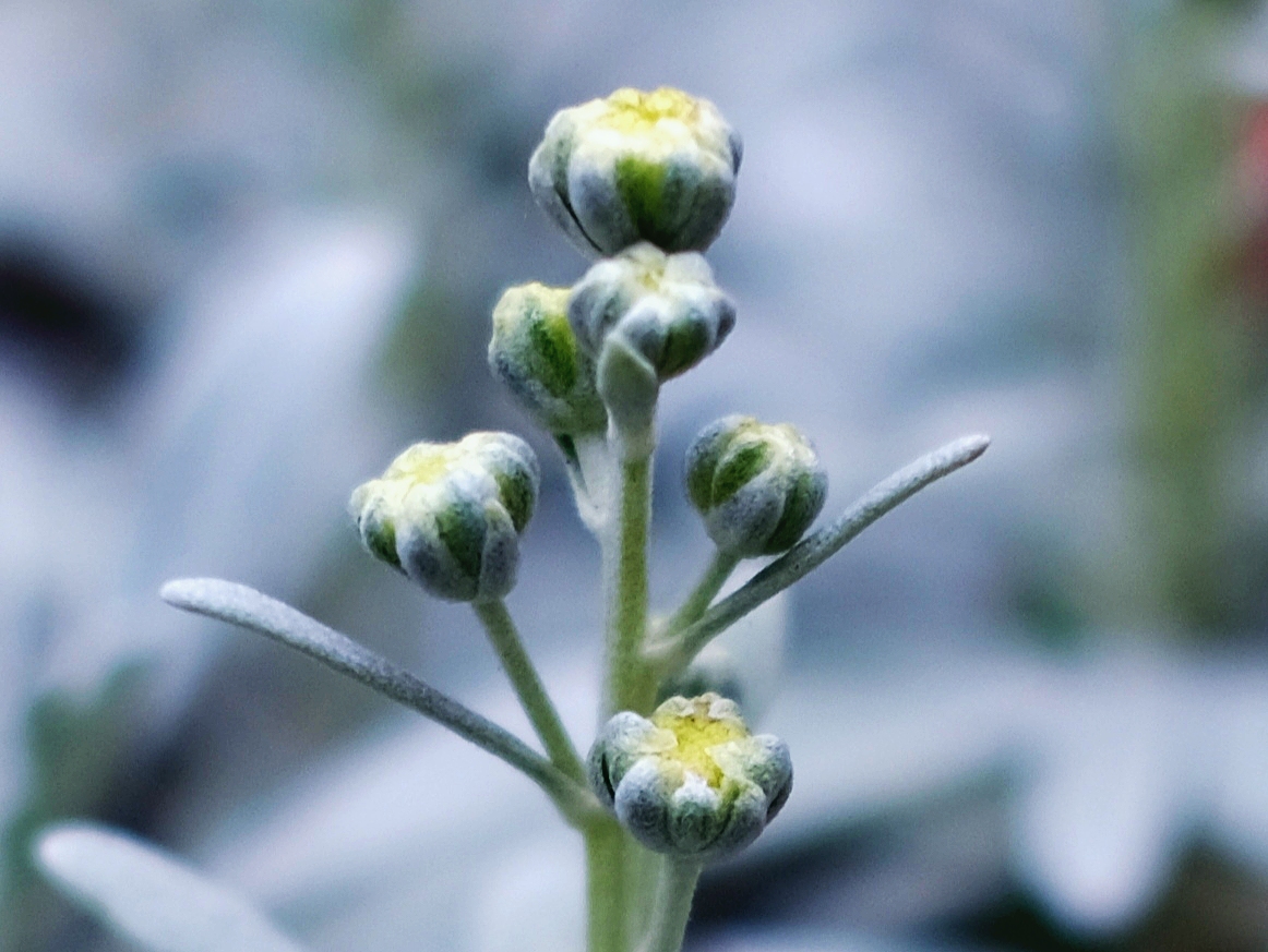 罕见的白叶菊*菊花蓓蕾