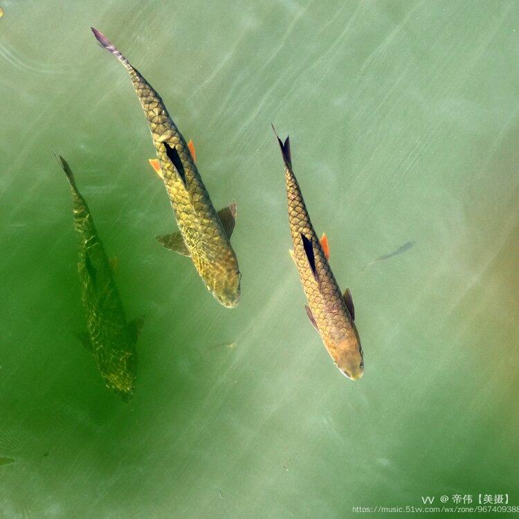 武夷山的鱼首发