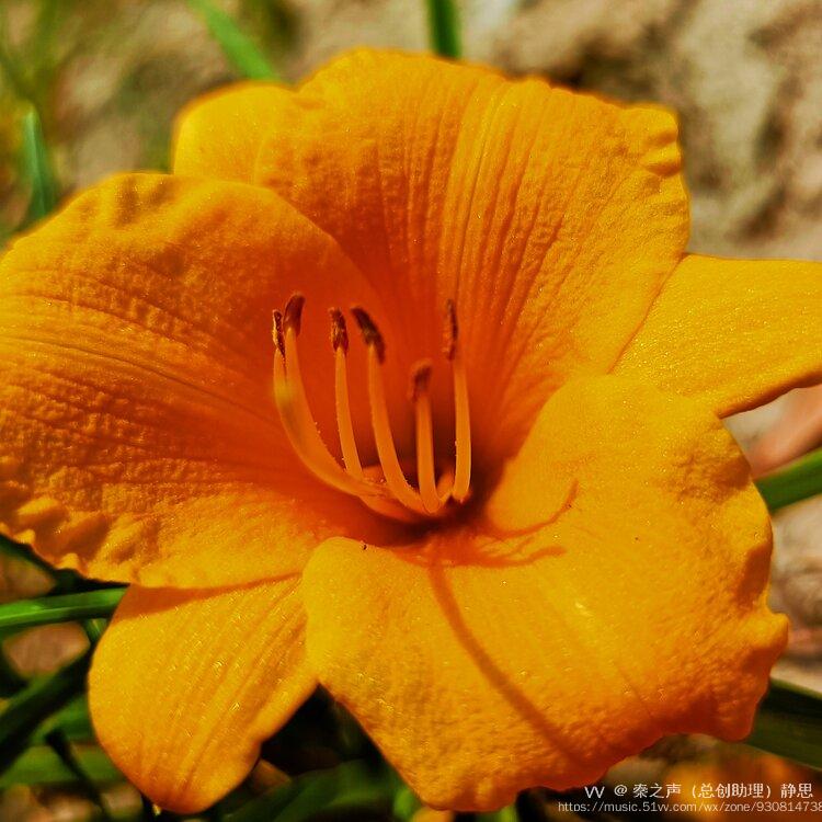 黄色萓草俗称忘忧草