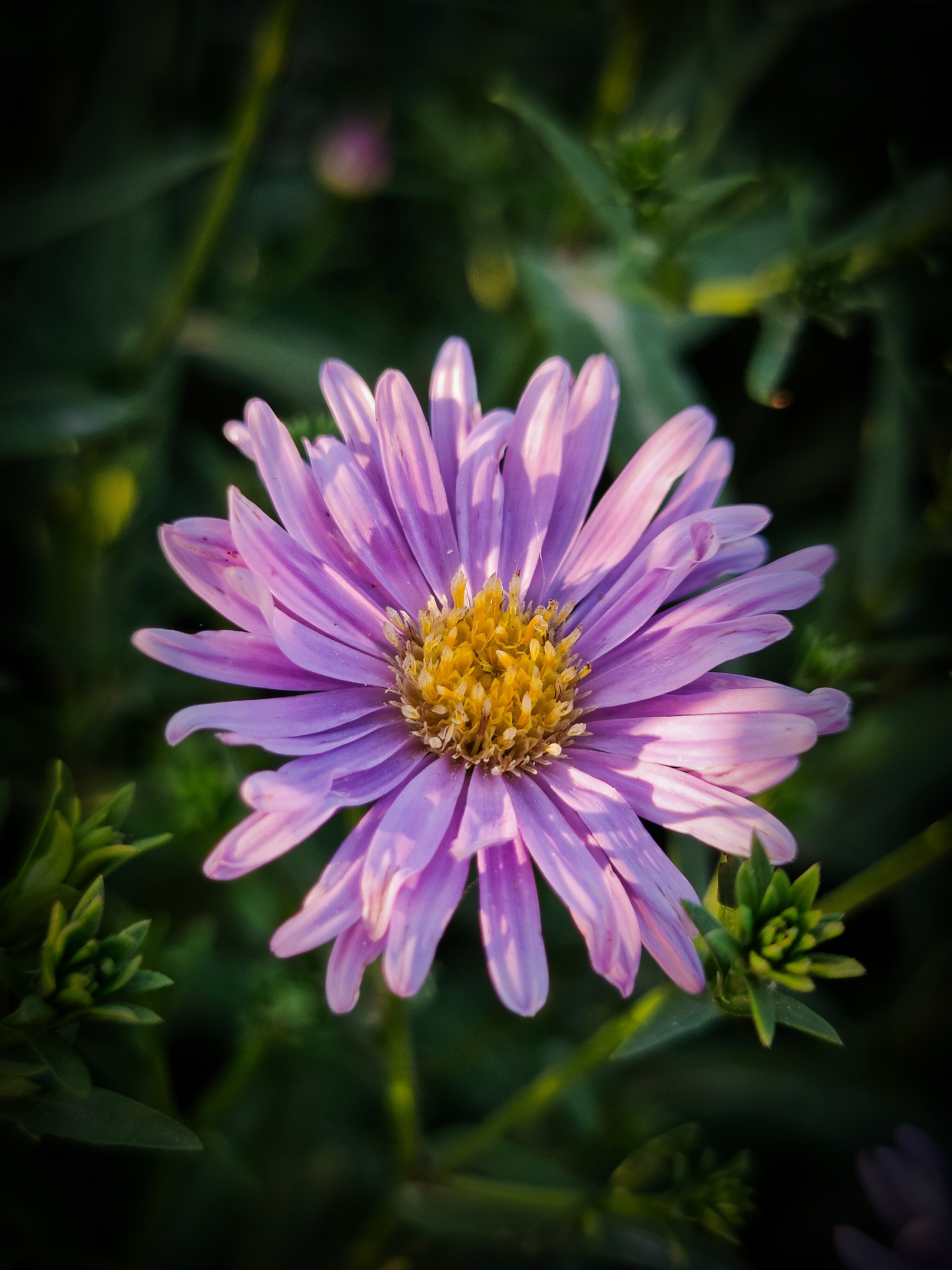 荷兰菊【首发】