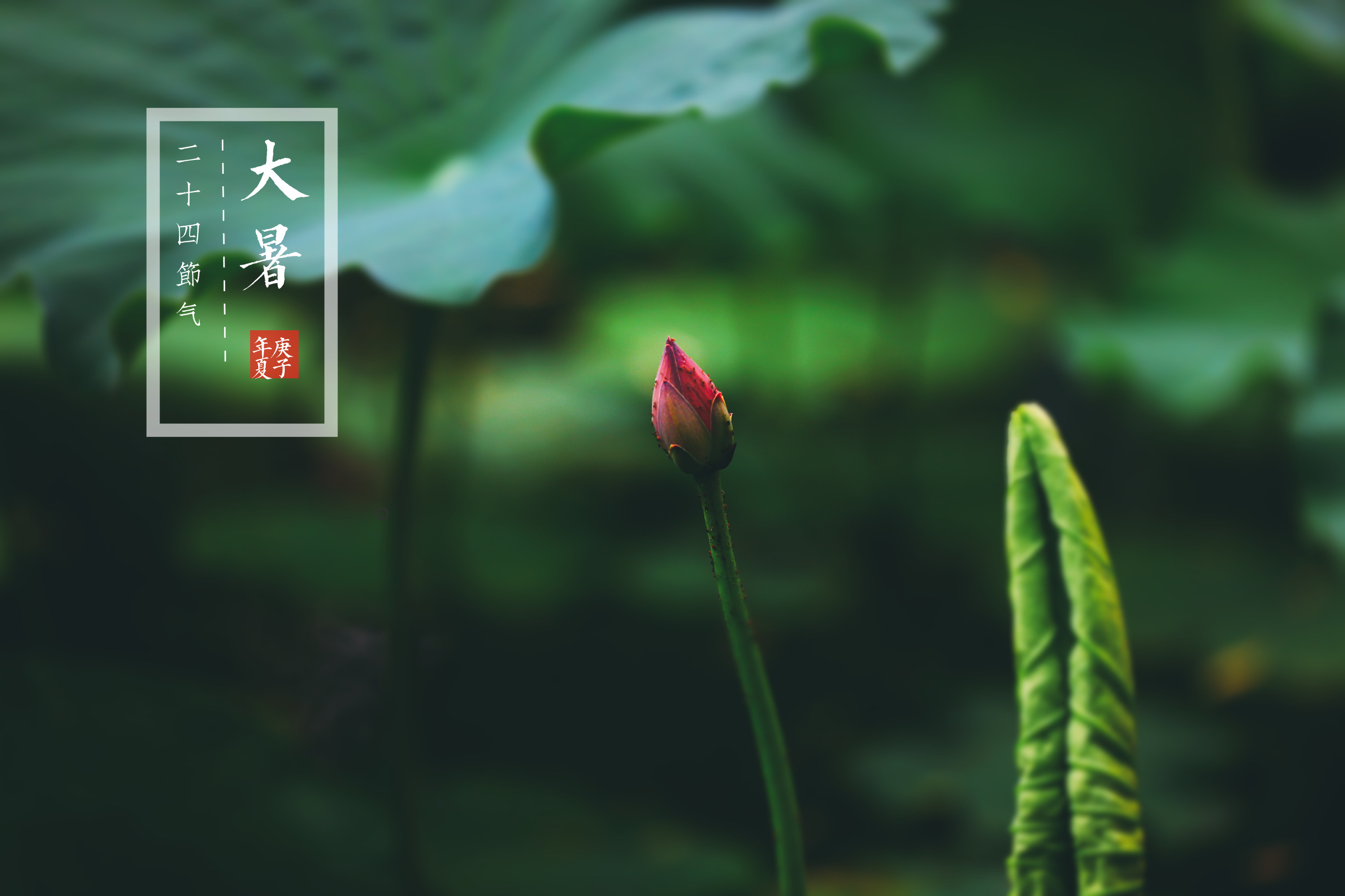 二十四节气——大暑《vv首发》