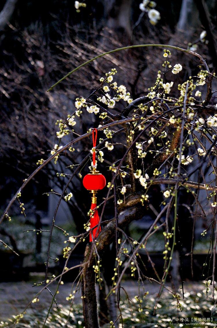 双碧垂枝梅续首发