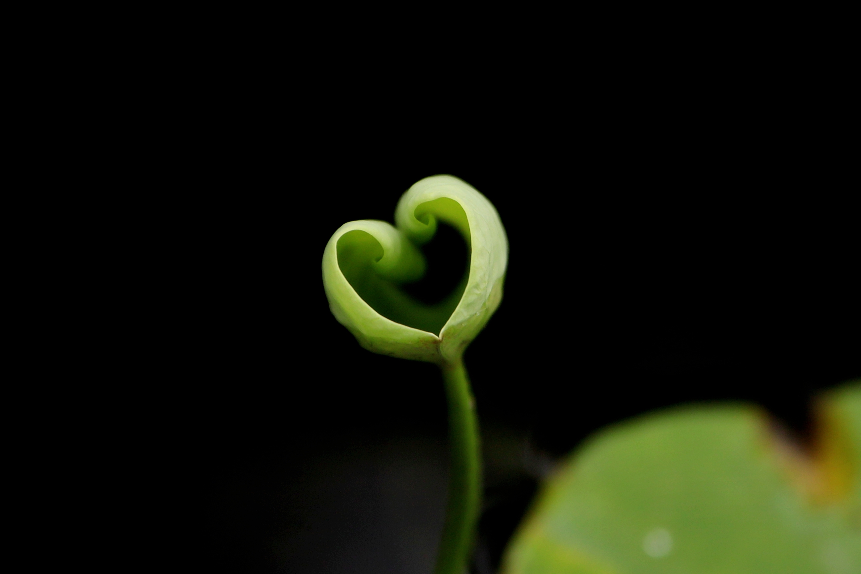 【首发】荷花初绽玉渊潭(2)