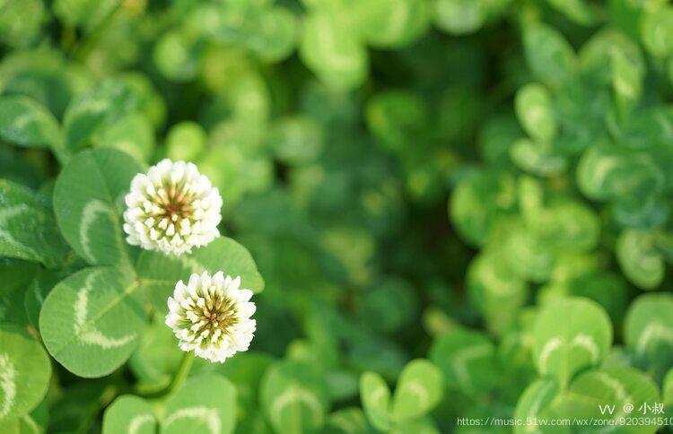 首發開花三葉草