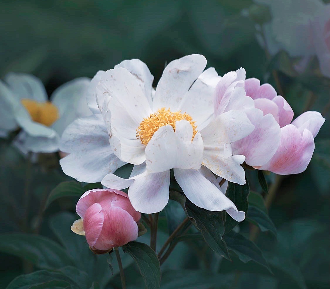 【首发】芍药