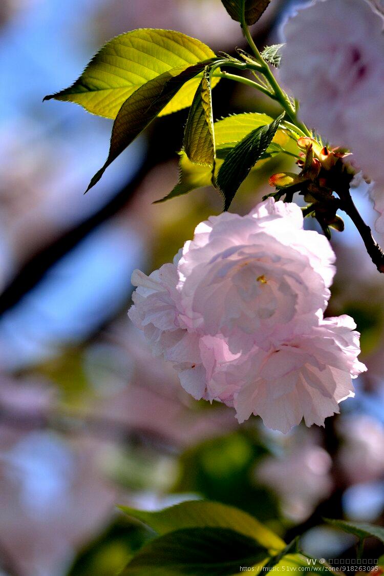 樱花系列一一叶樱首发