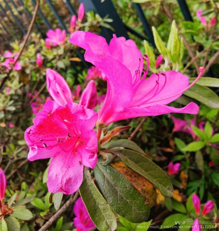 杜鵑(學名:rhododendron simsiiplanch.),別稱映山紅,山石榴等.