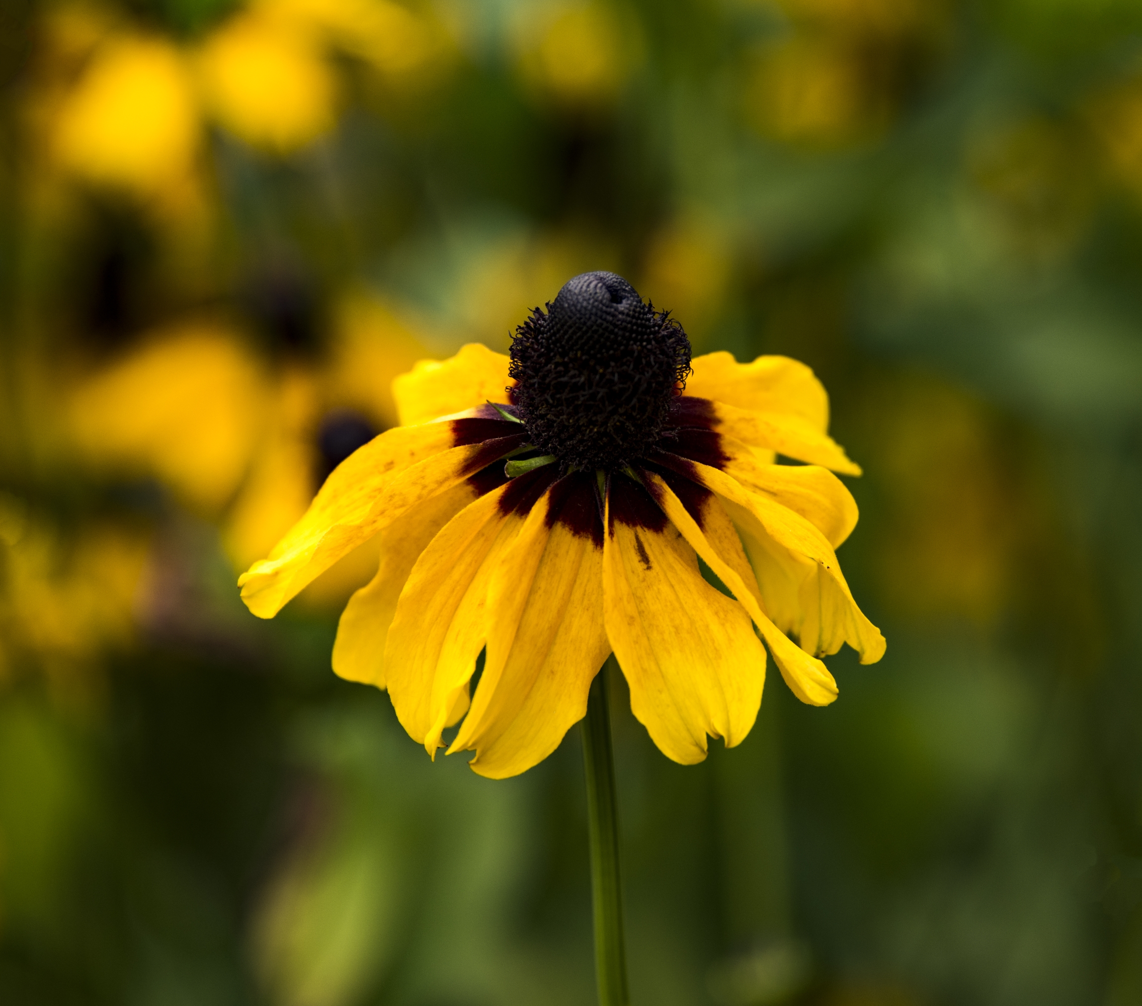 黑心金光菊的花朵是重瓣的,因此公正,公平也是它的花语,金光菊,菊科