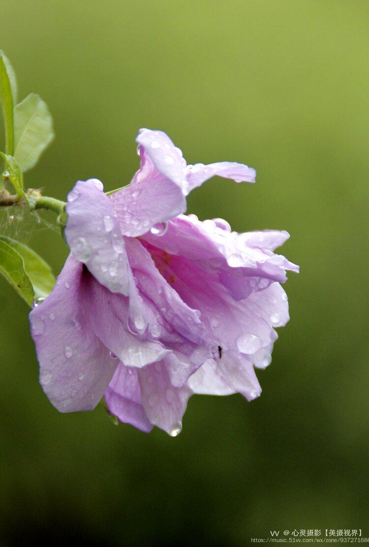 木槿花形呈钟状,有单瓣,复瓣,重瓣几种.