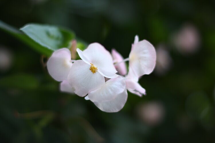 珊瑚秋海棠粉色首发
