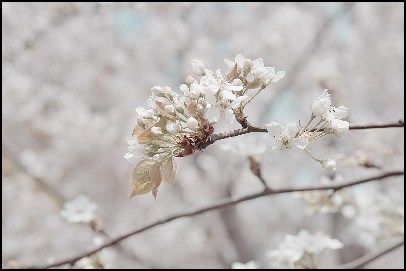 櫻花雪