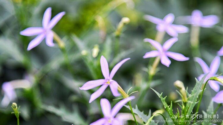 彩星花别称为:流星花,麻辣草,许氏草,腋花同瓣草.