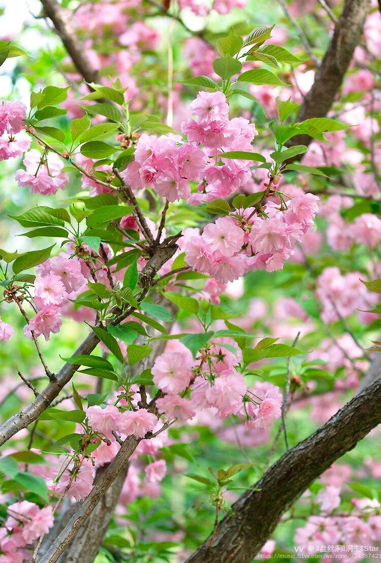 【首发】关山樱