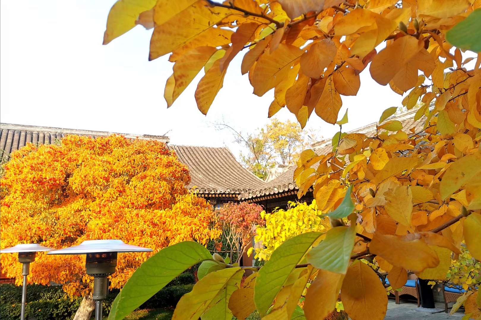 北平四合院秋色 诗词:小雨   摄影地:北京宝产胡同 摄影图片提供:李来