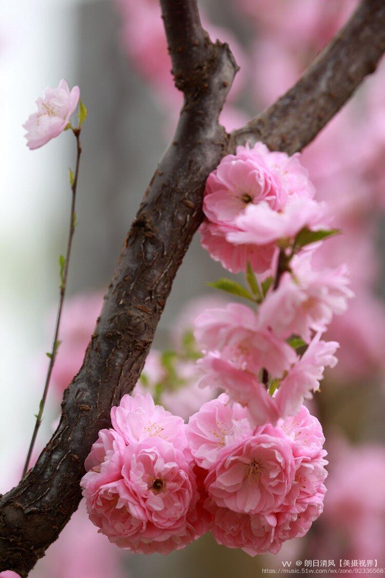 春天里的榆叶梅2