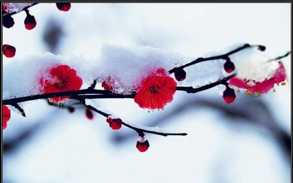 梅雪情深(首发)
