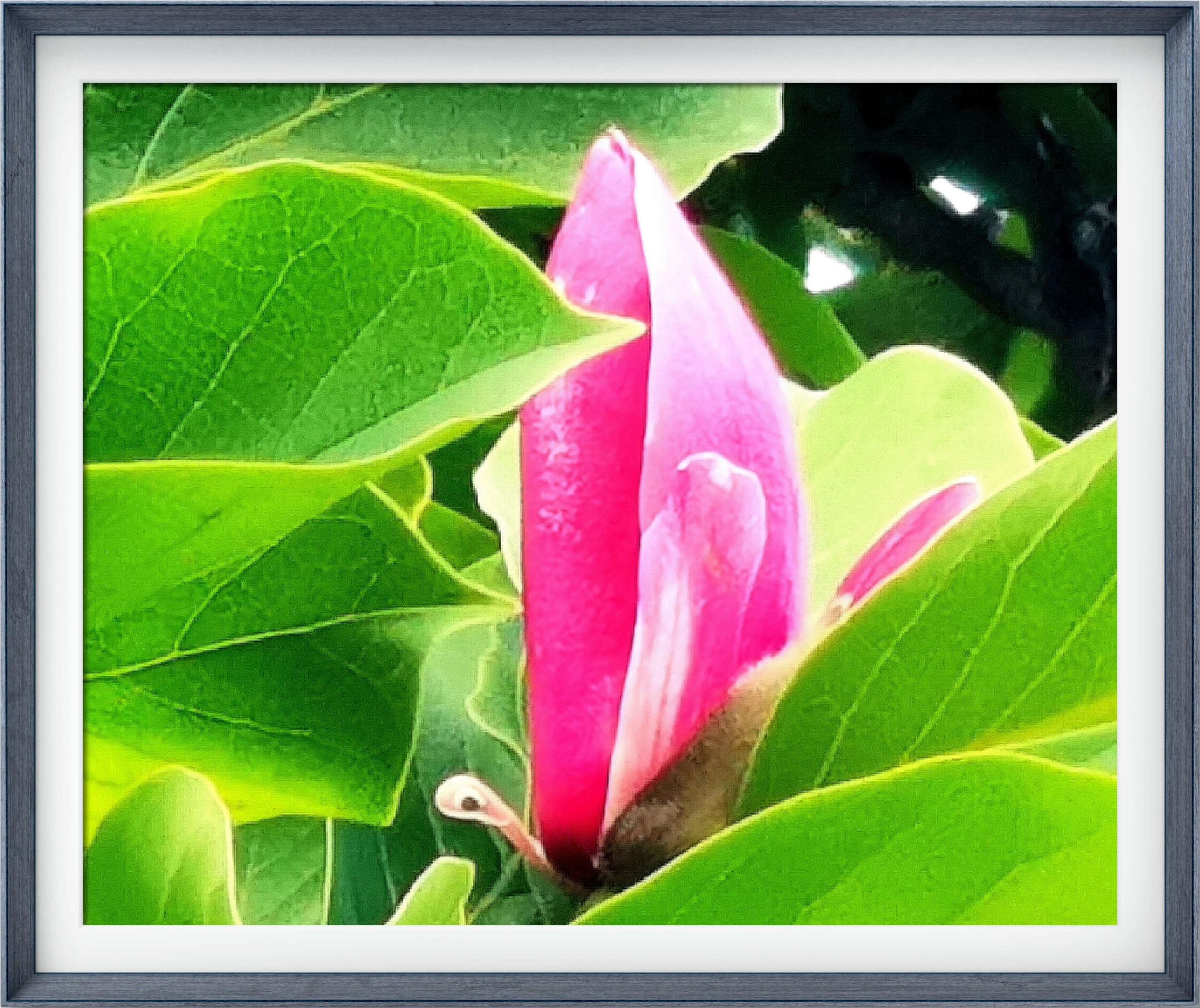 【首发】二乔玉兰花