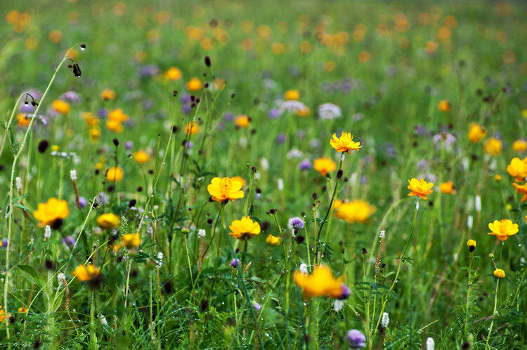 歌曲微腾花演唱平安是福