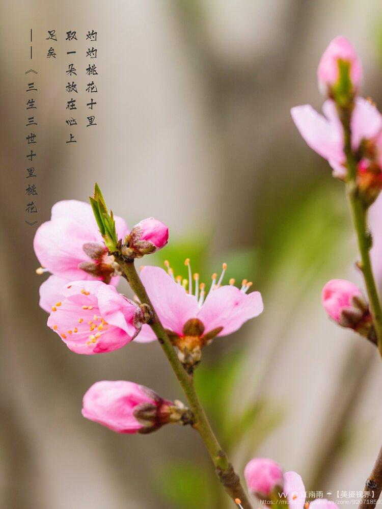 桃花灼灼首发