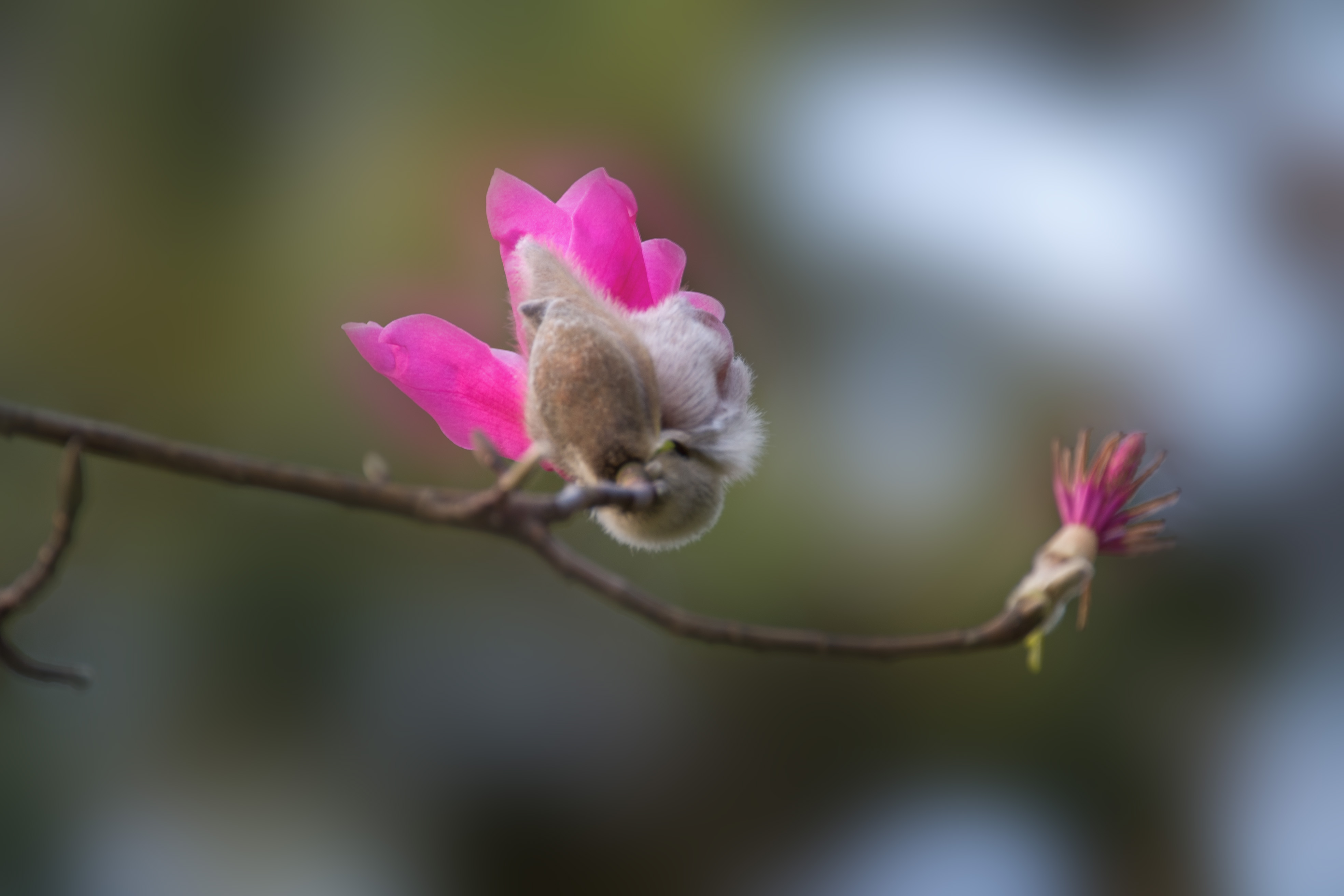 (首发)紫辰武当玉兰