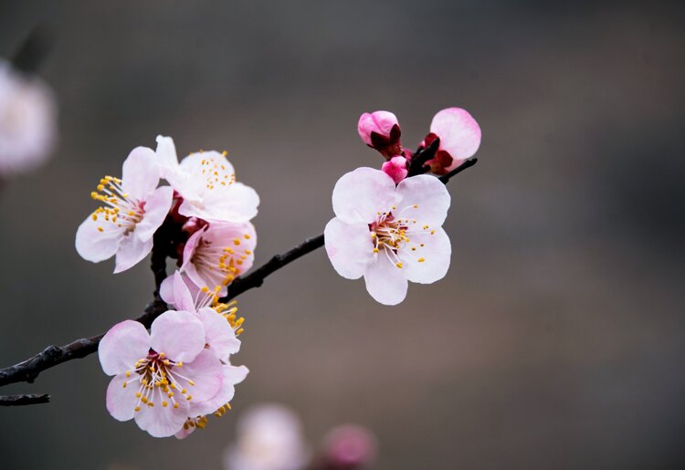 杏花树图片大全 花蕊图片