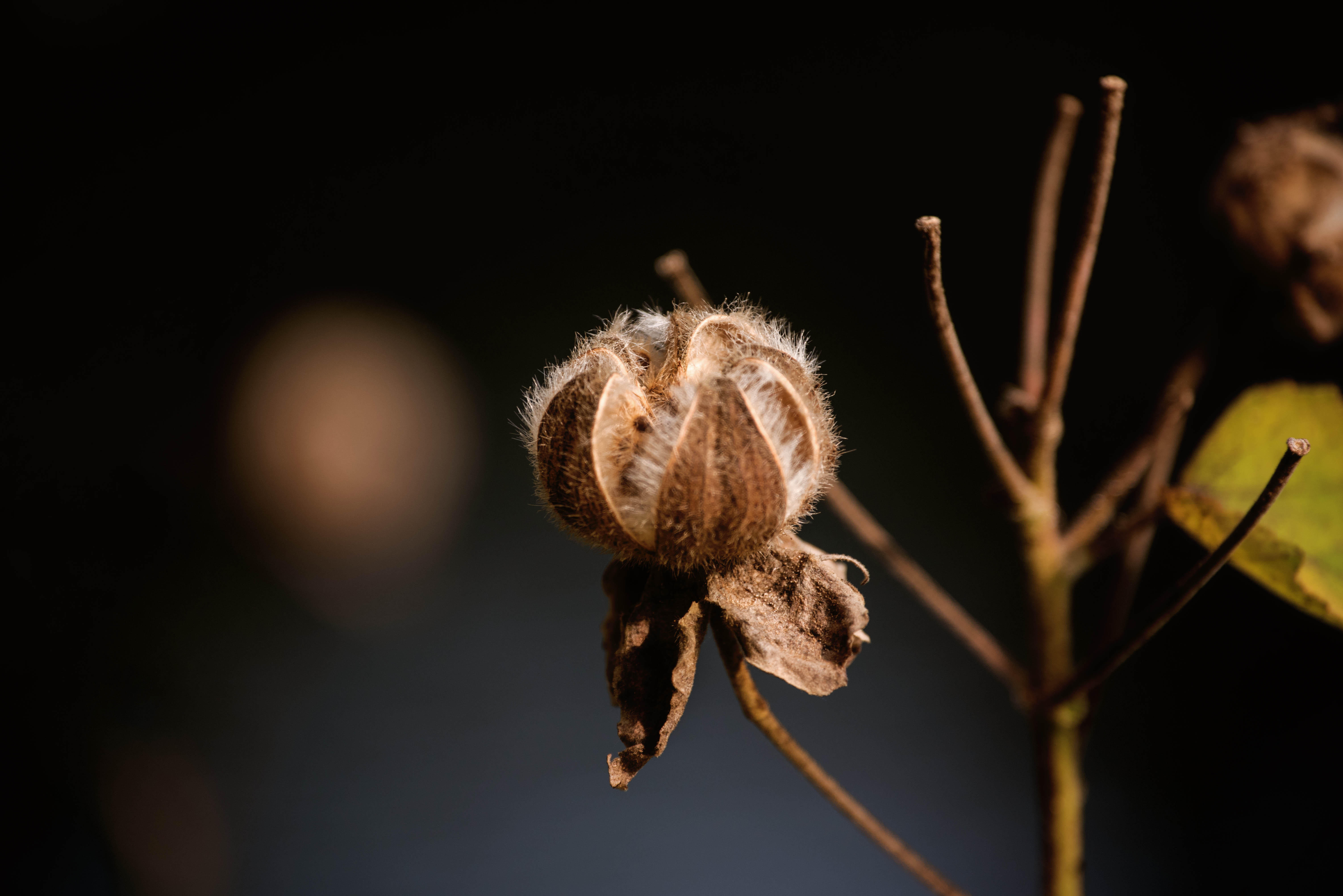 (首发)冬天枯木槿