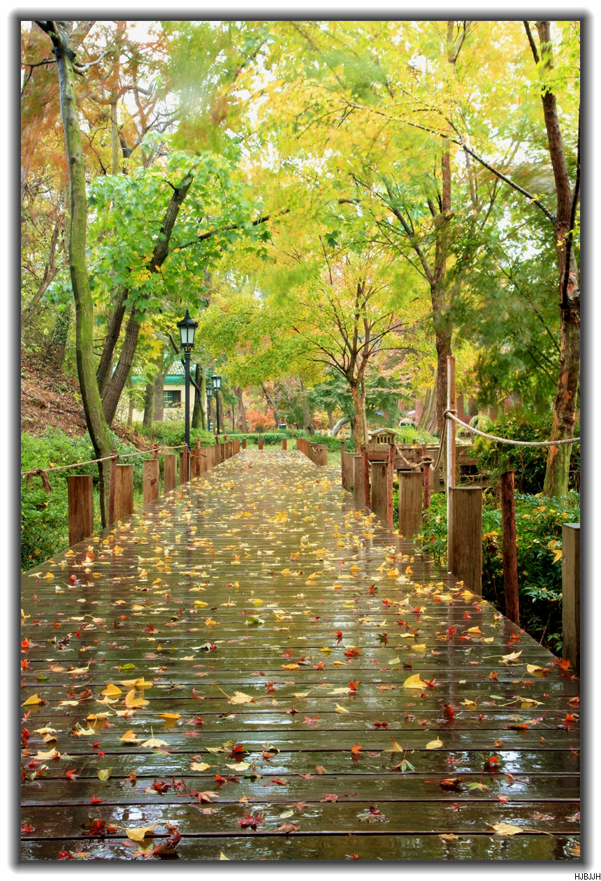 《一片树叶的最后坚守》首发