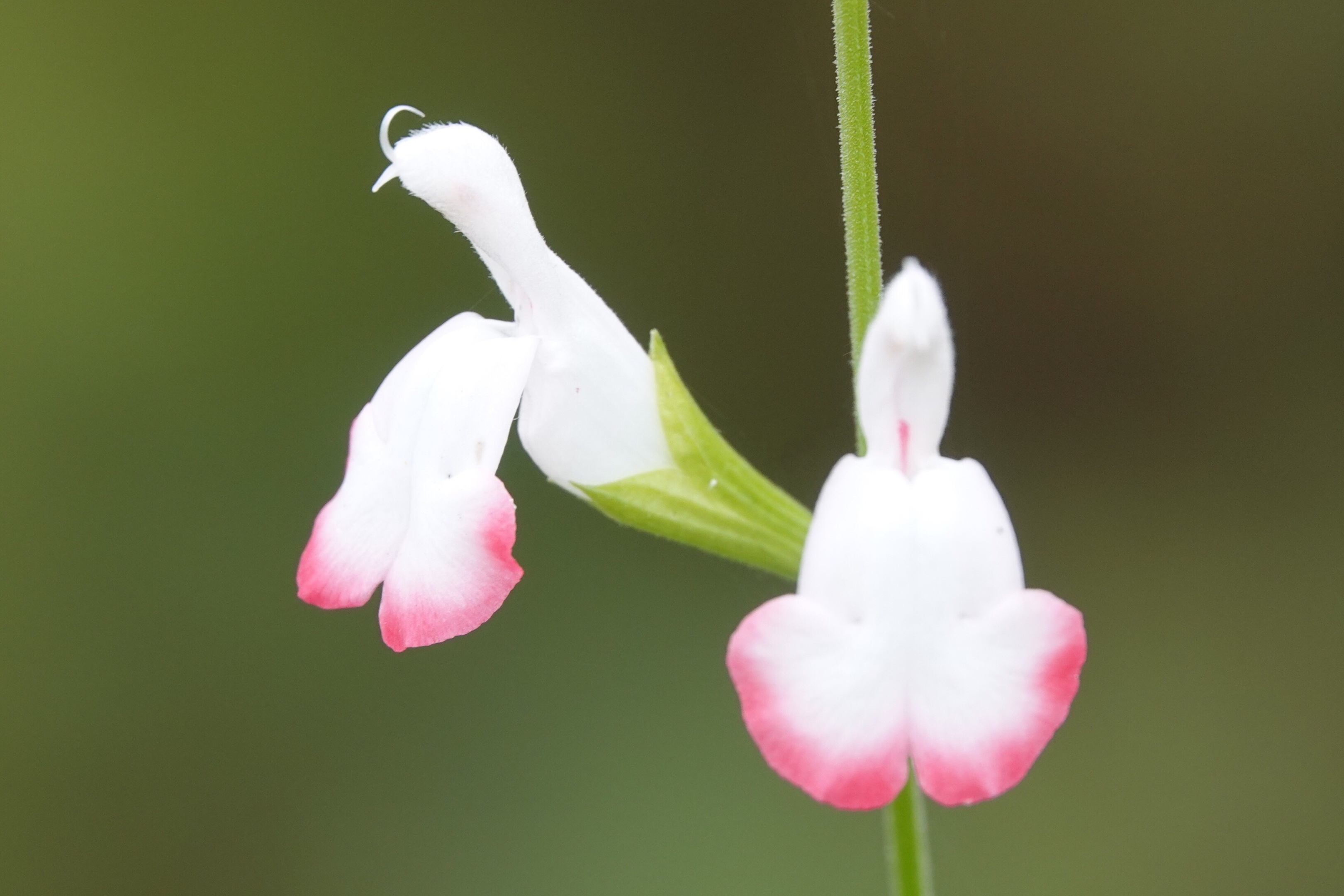 熱愛生活,讓花兒與我同行