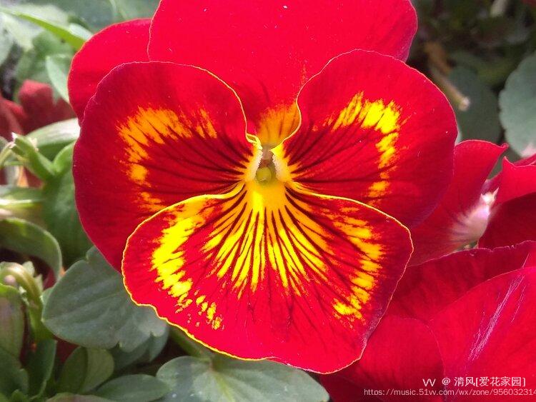 它的花型图案特别美丽,红色花瓣上面有黄色纹,型状特别像极了蝴蝶,在