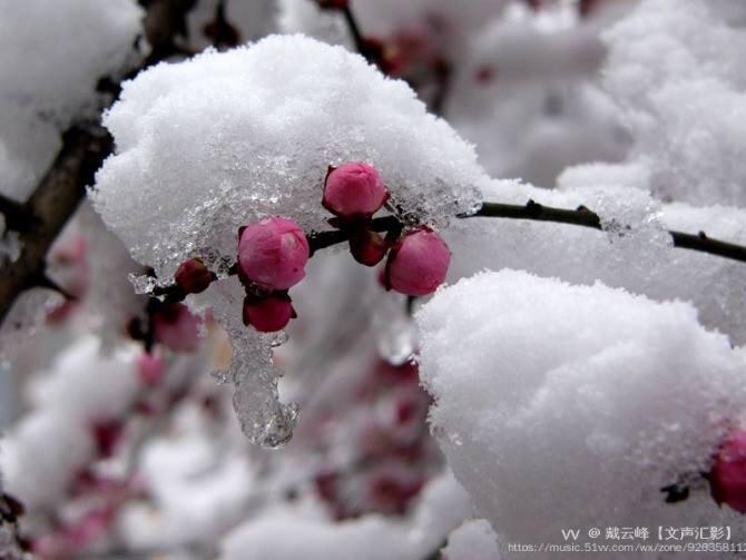 原创首发蓓蕾梅花含苞雪吻亲身倩笑