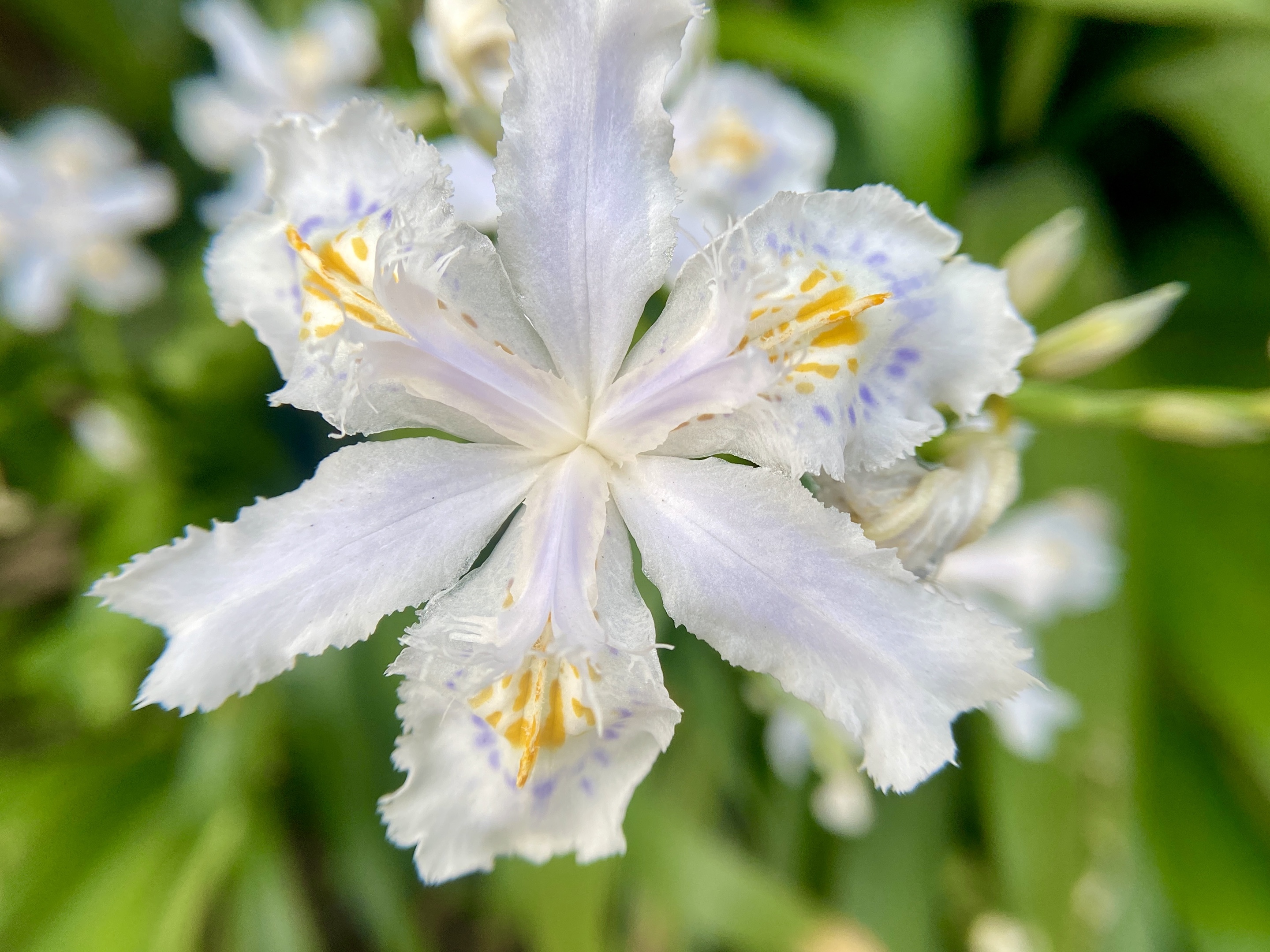 鸢尾兰 带着森林松树叶那独有的芳香 带着山涧晶莹