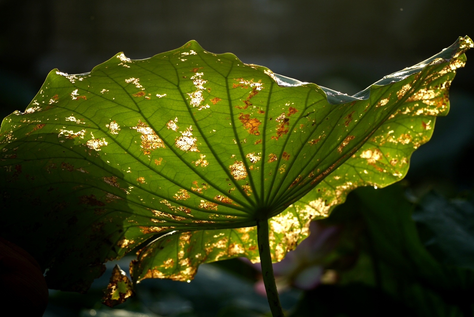 秋荷叶色【首发】