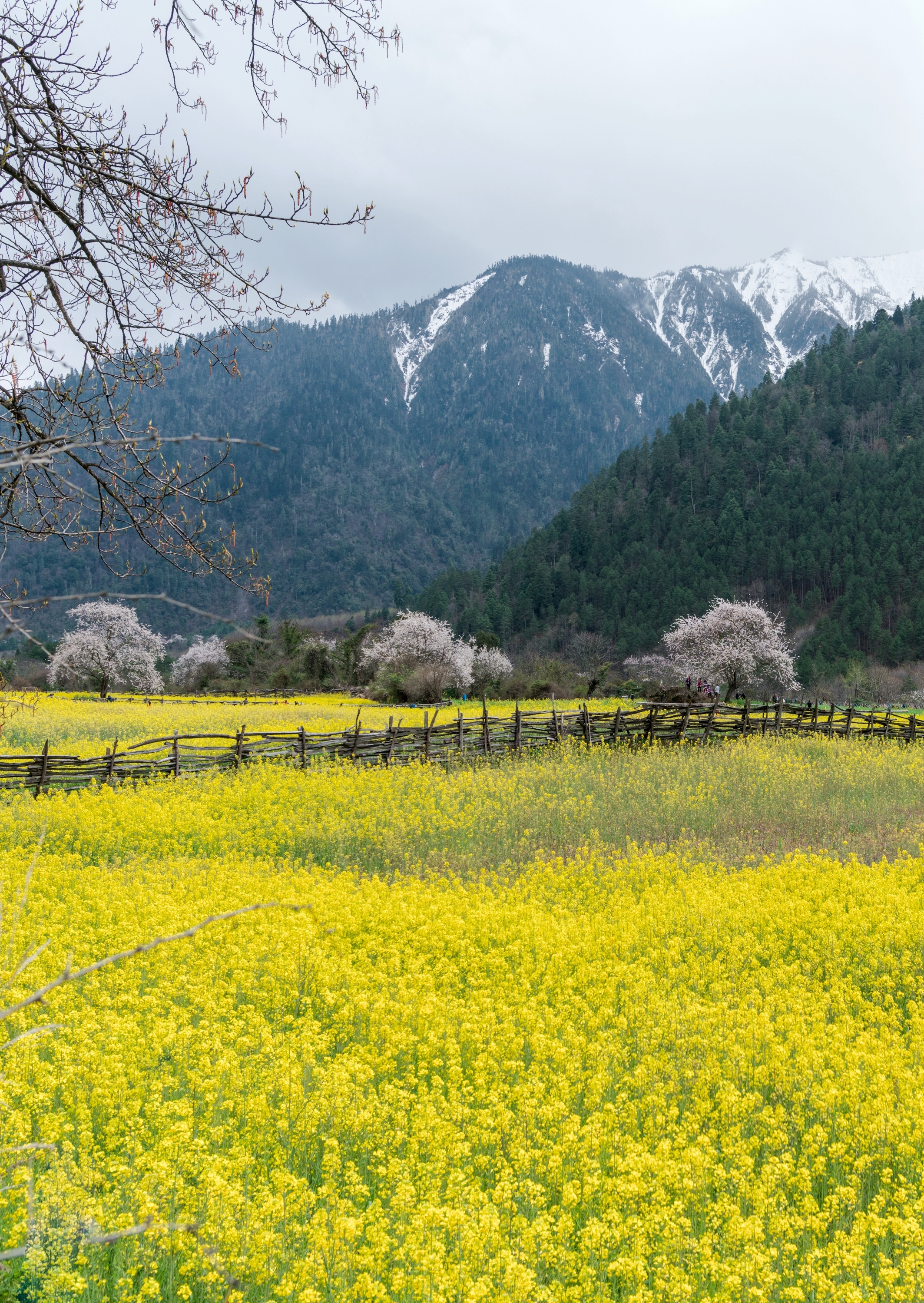 西藏色季拉山口—山口白雪皑皑,山下桃花油菜花盛开【摄影首发】