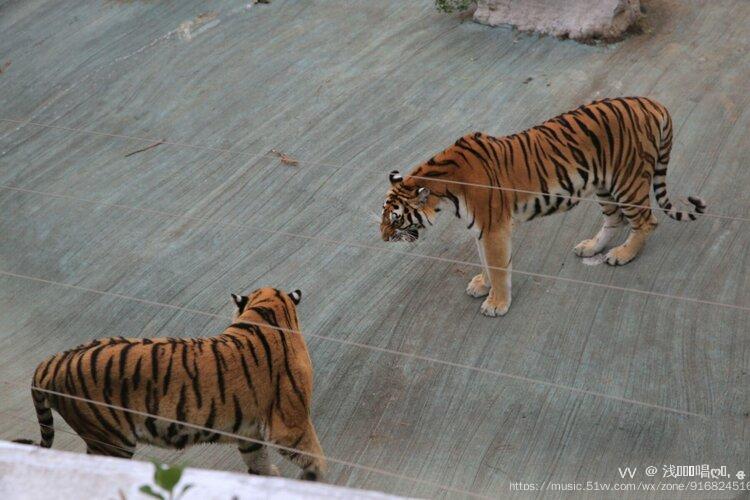 动物园转移老虎途中图片