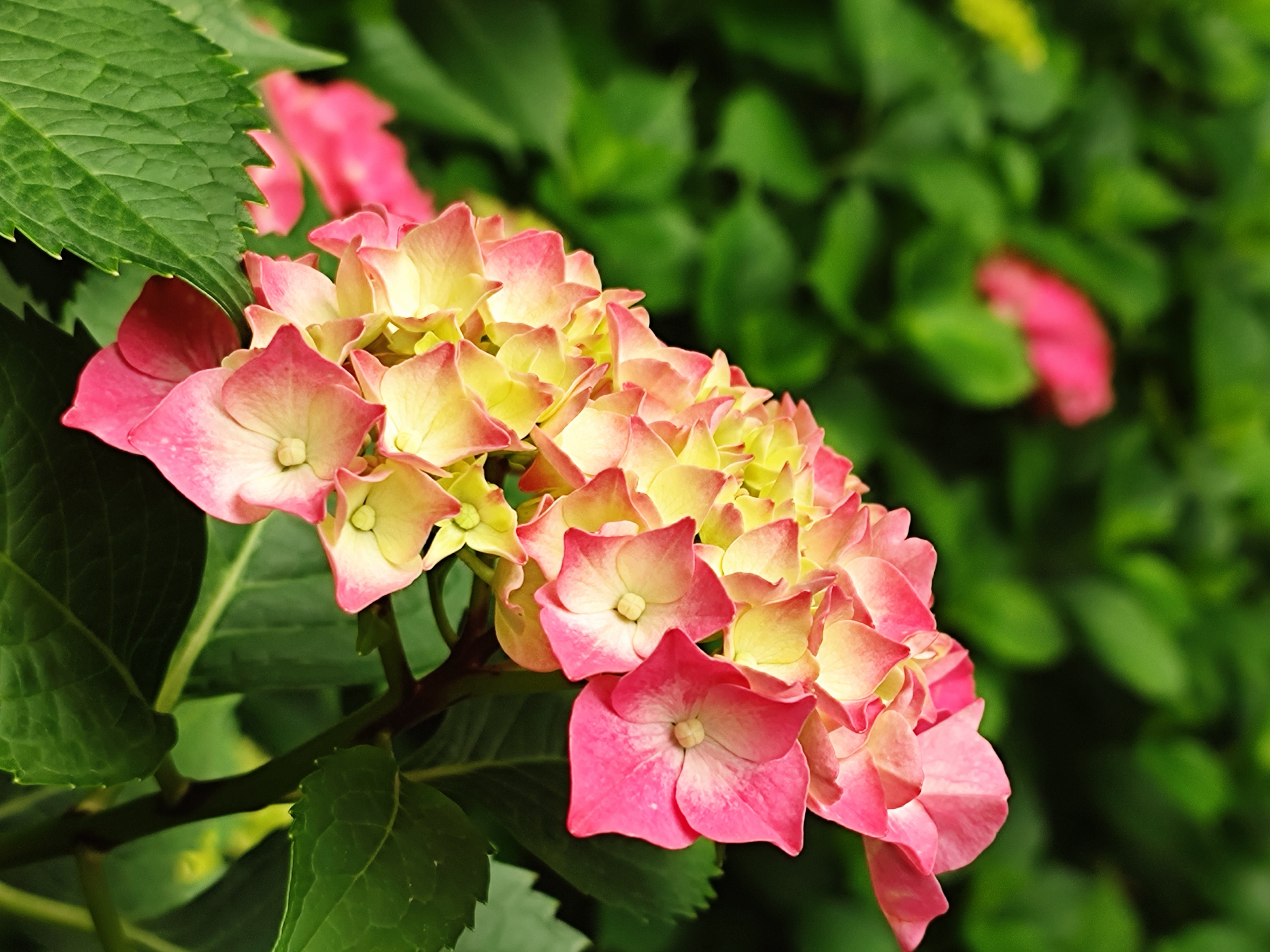【原创首发】彩色绣球花
