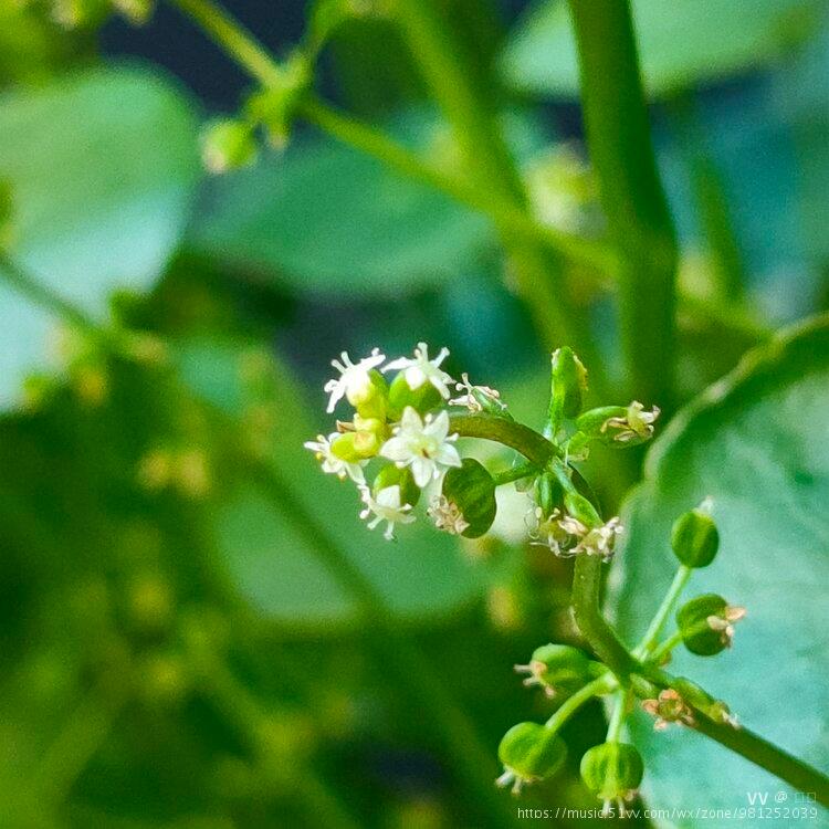 微拍香菇草花原创首发